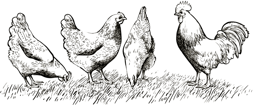 roosters black white pencil sketch hens eating in grass